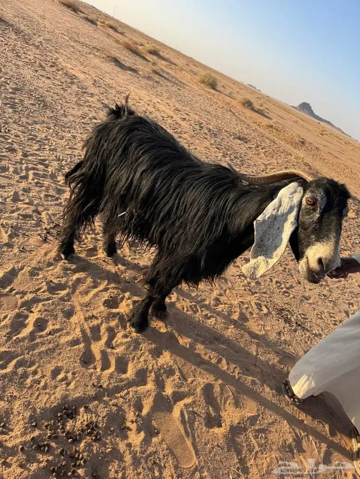 عنز عارضيه 1