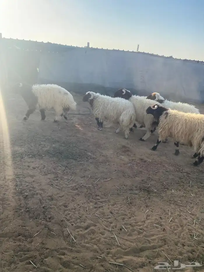 طليان نعيم 3