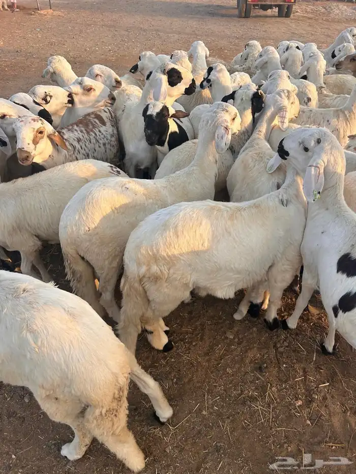 طليان سواكن بيض 4