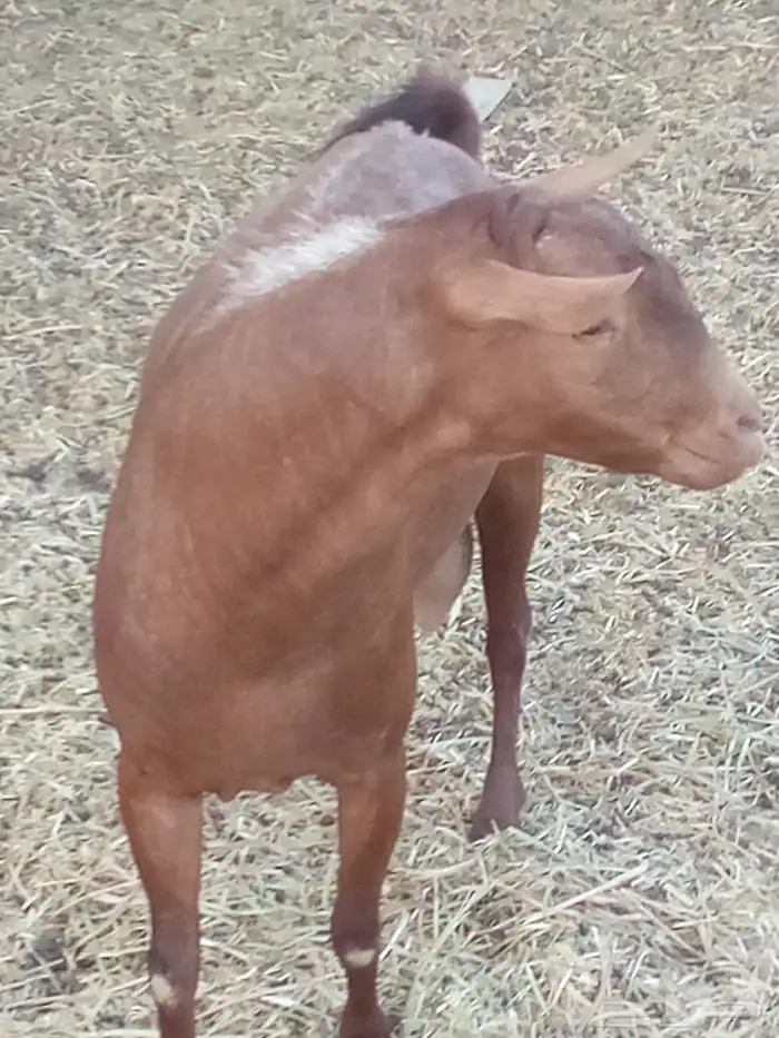 تيس ادهم عماني اجم 2