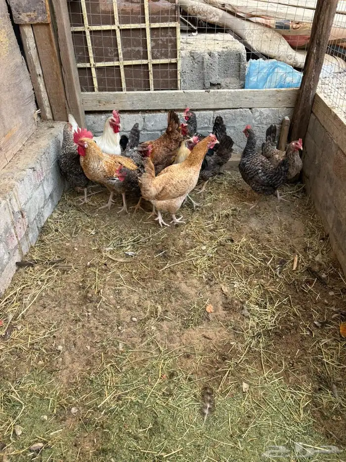 دجاج بلدي بياض 6