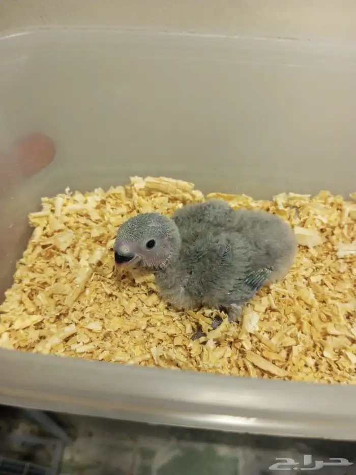 محمية الطيور المغردة 1