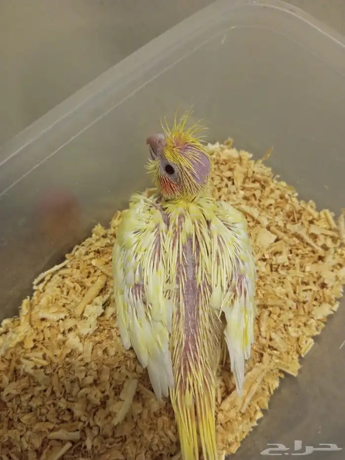 تم البيع فرخ كروان ذو العيون الحمر 0