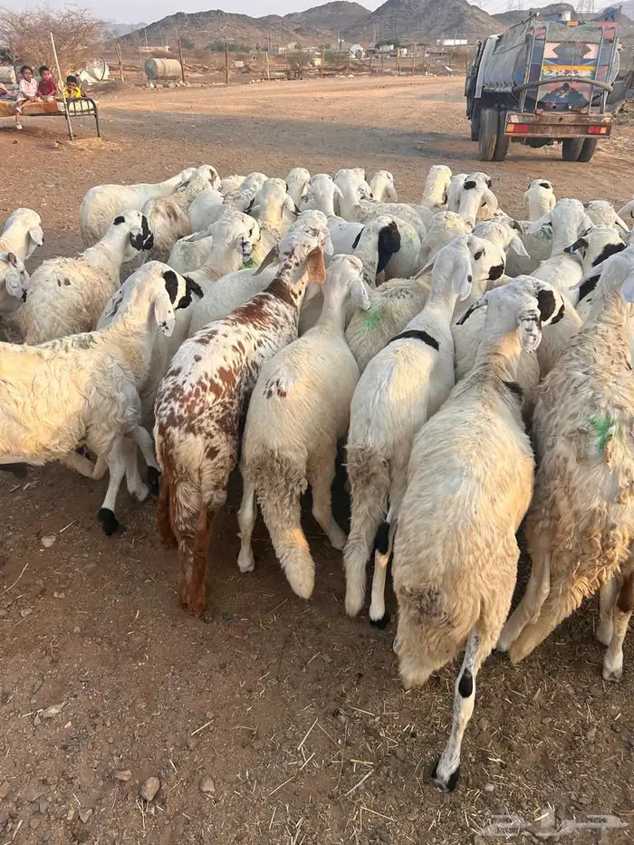 طليان سواكن بيض 3