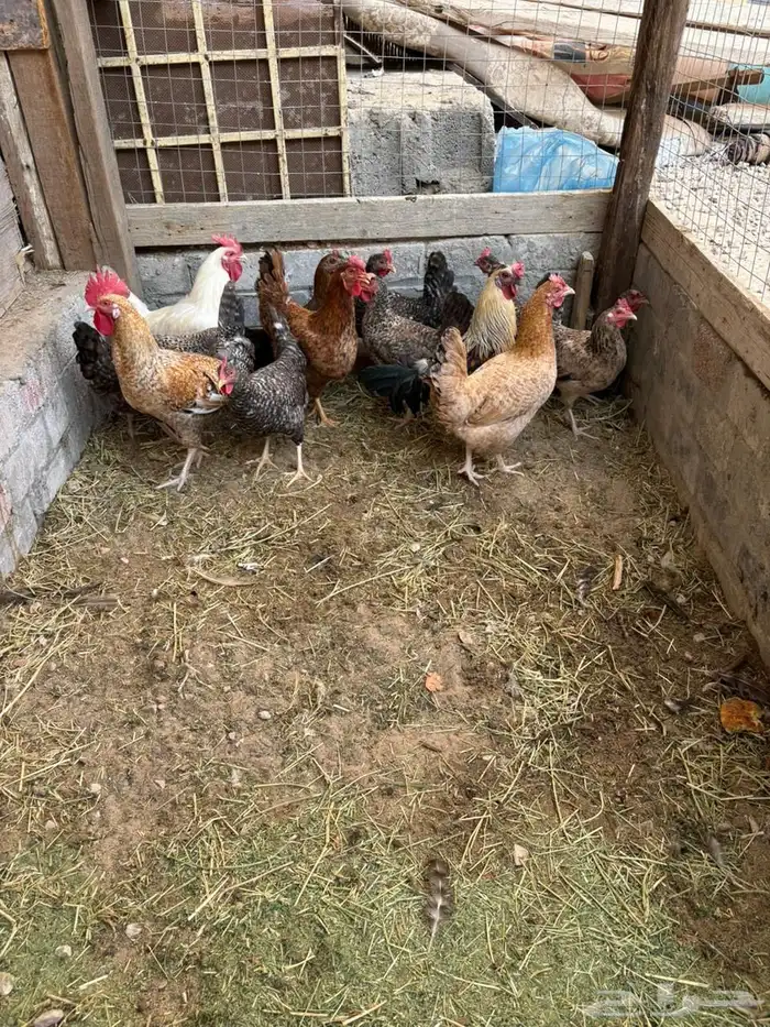 دجاج بلدي بياض 4