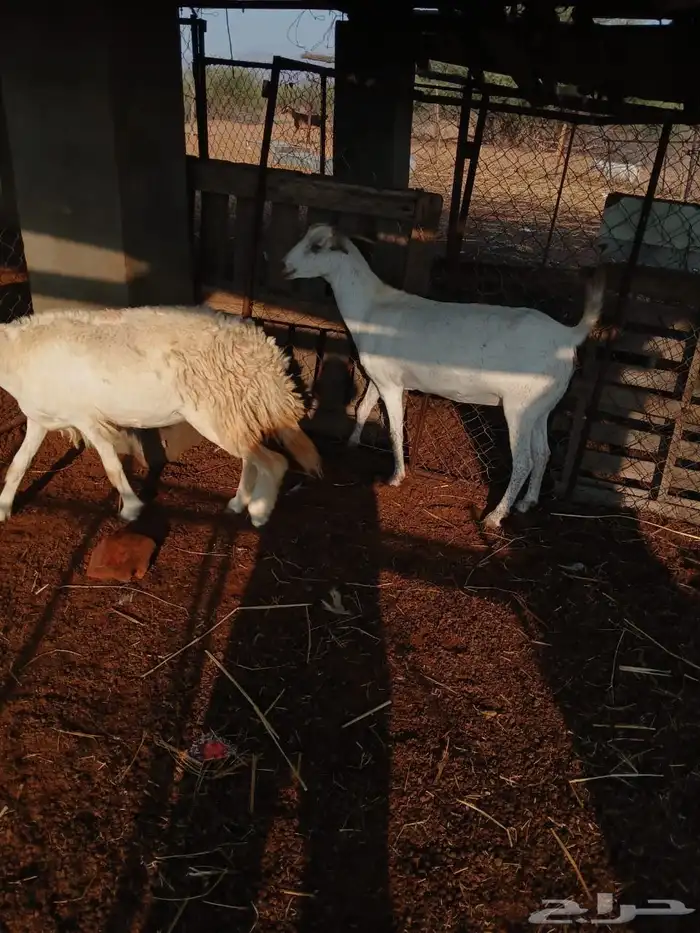 نعجه حري مقنى دافع وطيبه للي بيقني بإذن الله 0