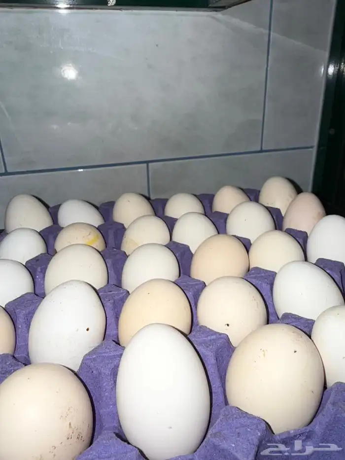 يوجد4 من البراهما أمريكي وطبق واحد فقط من البيض البلدي 0