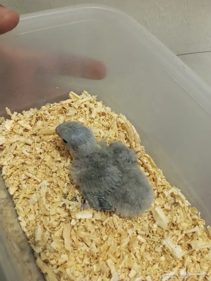 تم البيع فرخ كروان ذو العيون الحمر 2