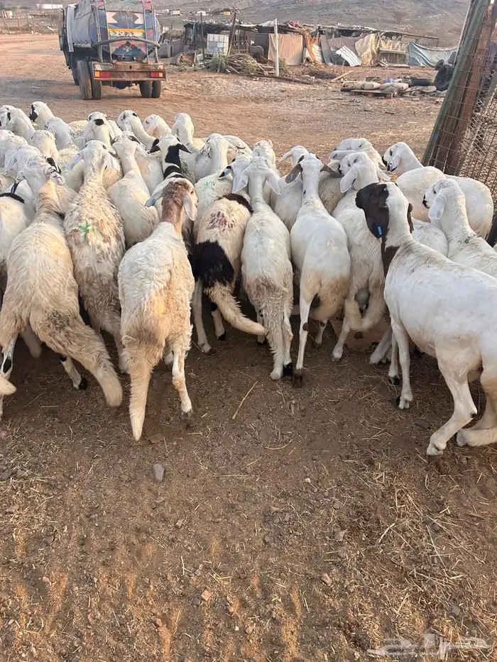 طليان سواكن بيض 2