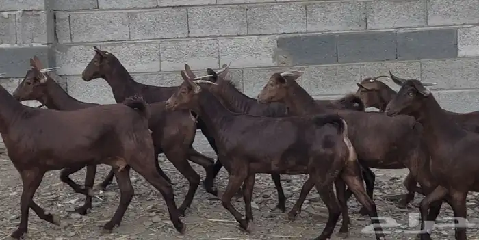 معزا دهم عدد 8 16