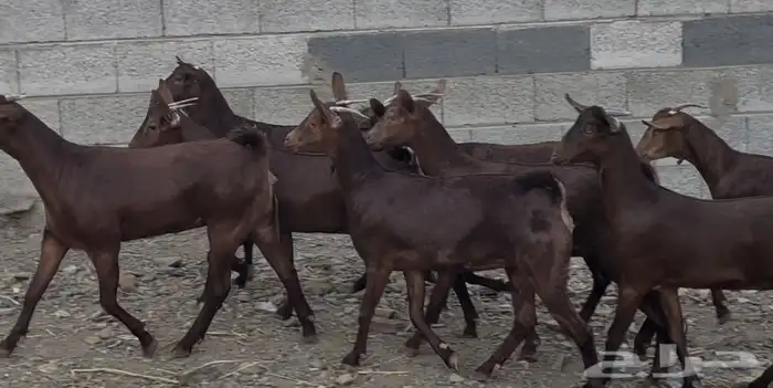 معزا دهم عدد 8 17