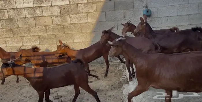 معزا دهم عدد 8 14