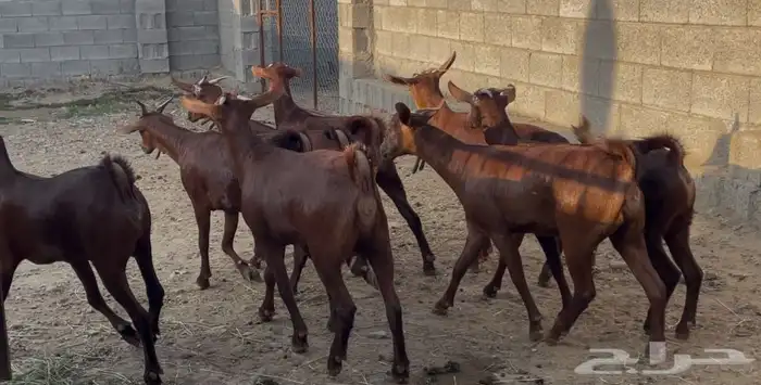 معزا دهم عدد 8 11