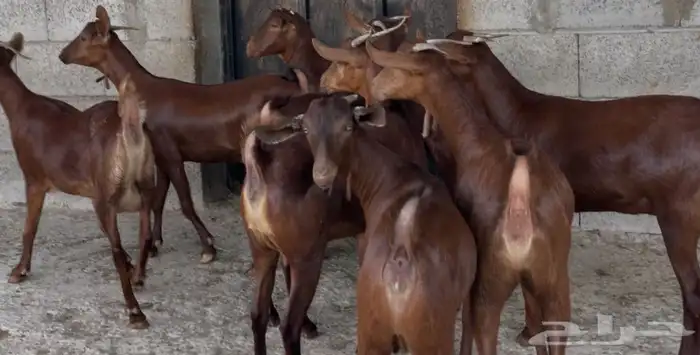 معزا دهم عدد 8 4