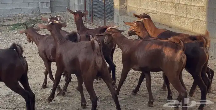 معزا دهم عدد 8 3