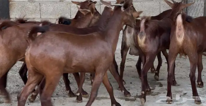 معزا دهم عدد 8 15