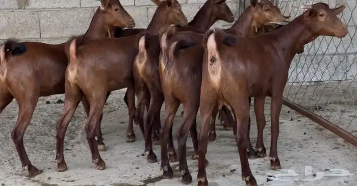 معزا دهم عدد 8 0