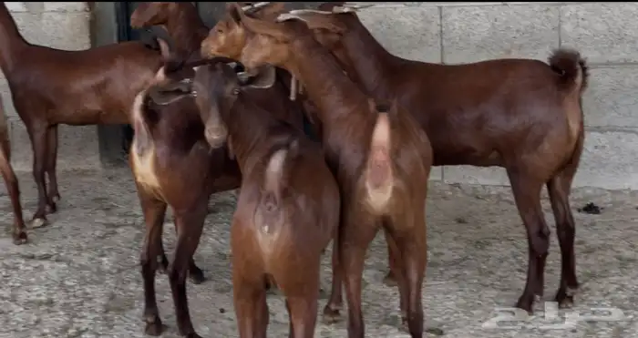 معزا دهم عدد 8 5