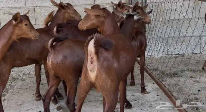 معزا دهم عدد 8 1