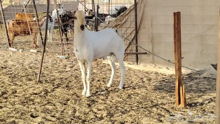 تيس بيشي حار في الضراب 0