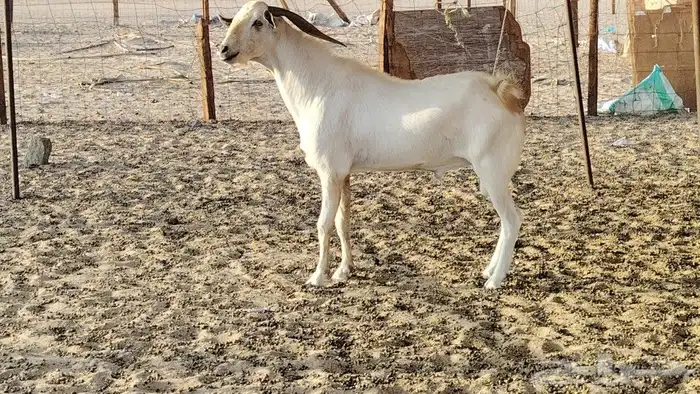 تيس بيشي حار في الضراب 1