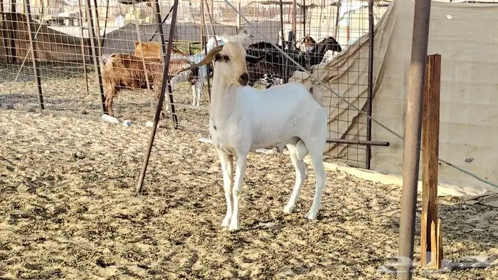 تيس بيشي حار في الضراب 4