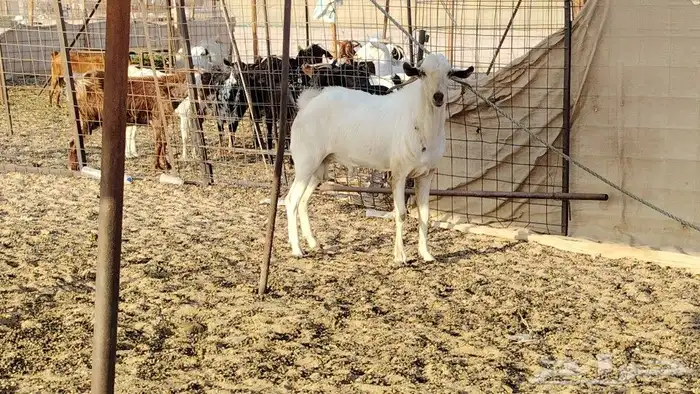 تيس بيشي حار في الضراب 3