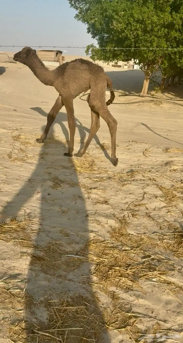 قعود ضيار اصفر 1