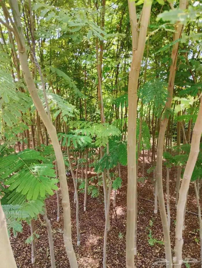 مشتل التحسين الزراعى بيع بسعر الجملة 1