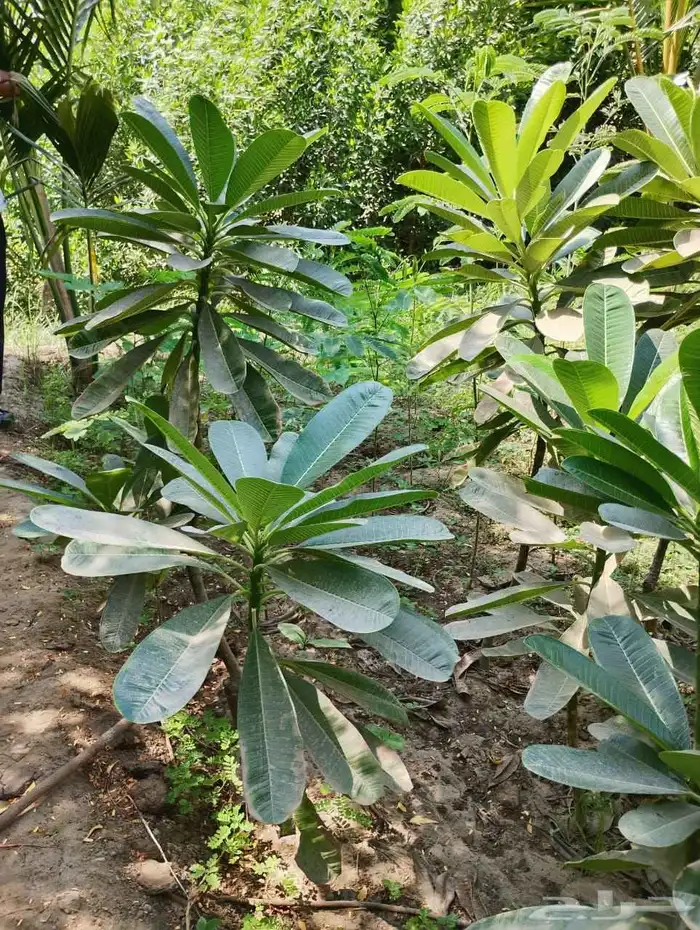 مشتل التحسين الزراعى بيع بسعر الجملة 0