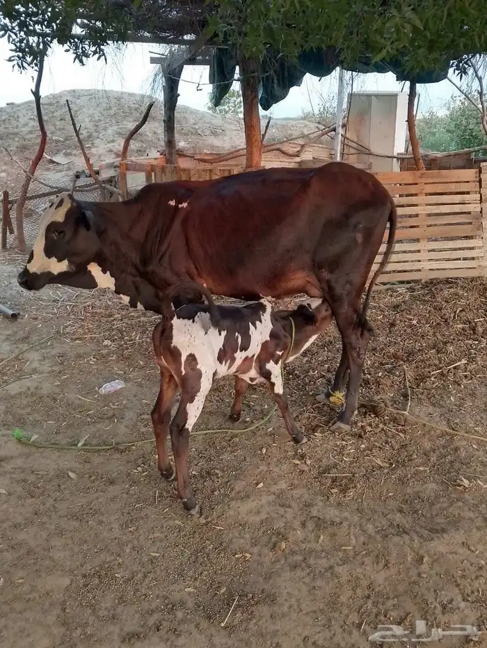 ضمد الشقيري 0