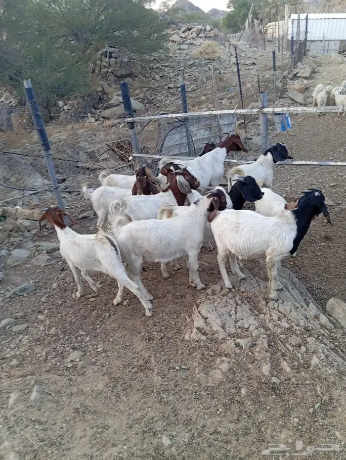 تيوس ذبايح 0