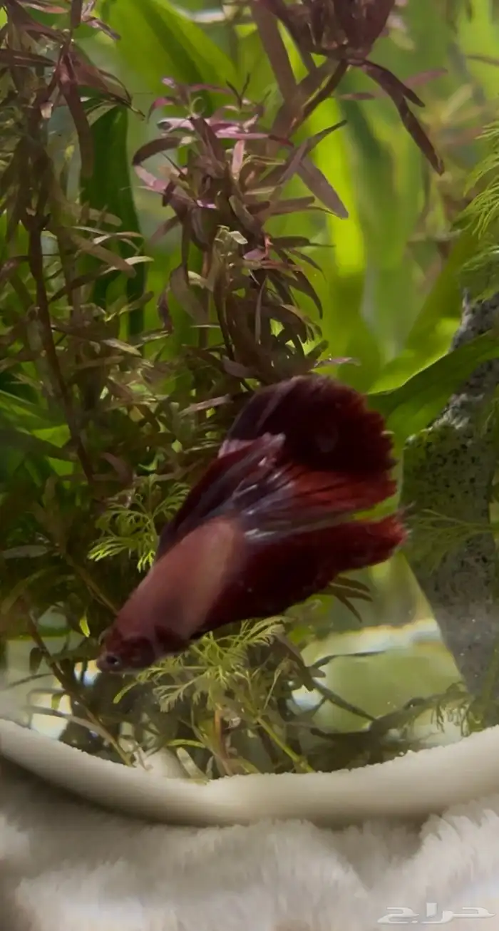 سمك فايتر للبيع مع فازه 0