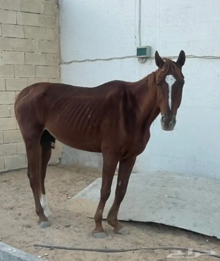 حصان للبيع 2