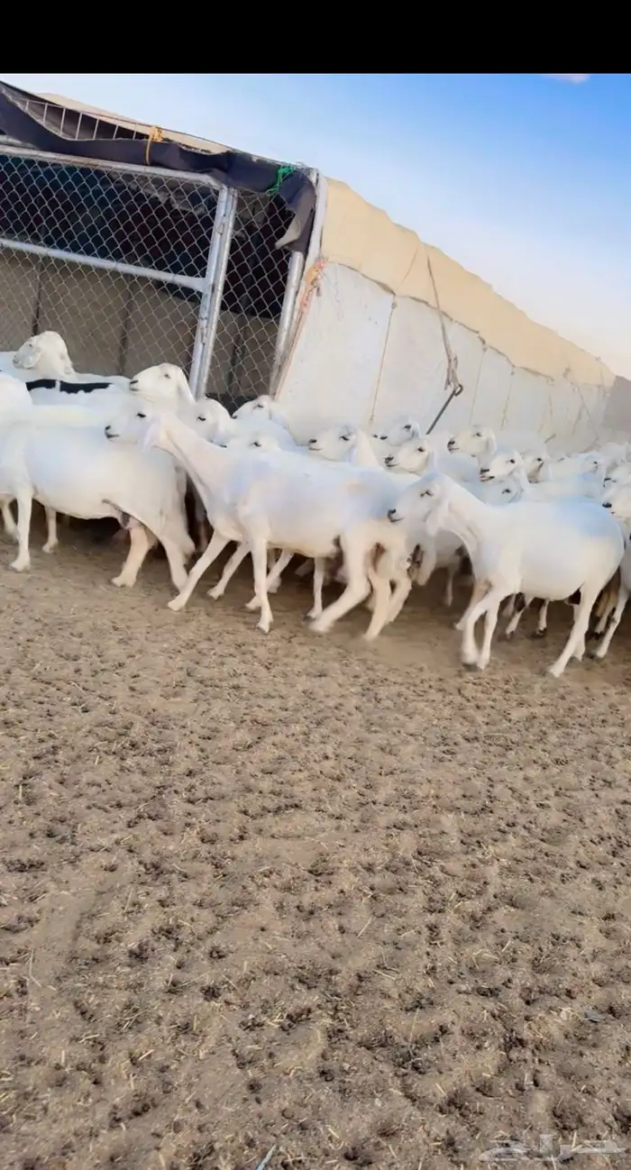 ضان صنف الصنف 1