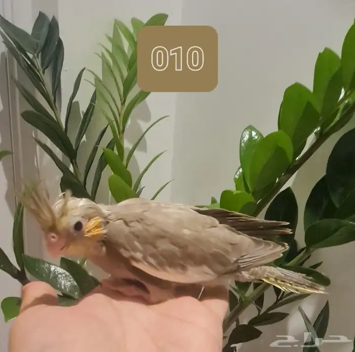 فروخ كروان اليفة غر انتاج محلي ( متوفر أقساط تابي و تمارا ) 4