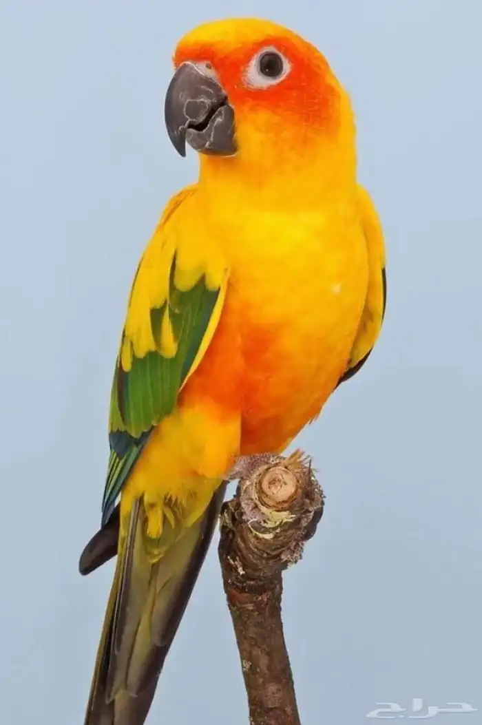 ببغاء صن كيور ضايع بحي النميص الي يلاقيه يتواصل مع الرقم 1