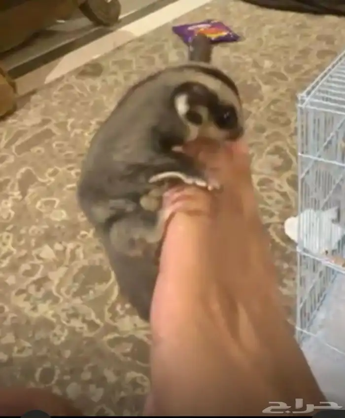 2 صغار لسنجاب طائر (شوقر جلايدر) 0