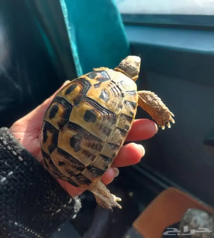 للبيع سلاحف بريه سورية مستوردة 2