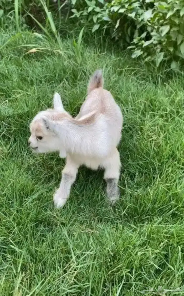 الماعز القزم 39