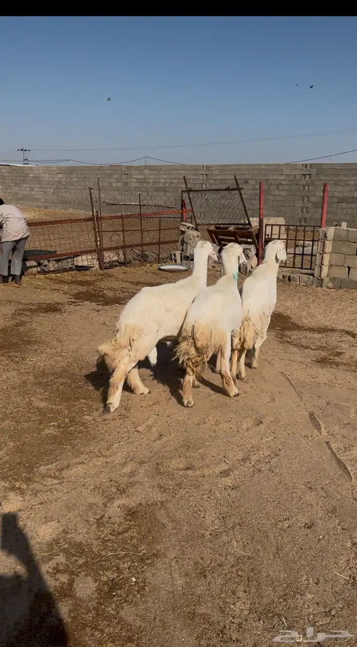3 فحول خرفان واحد ثني واحد سديس وواحد جامع شبب 0