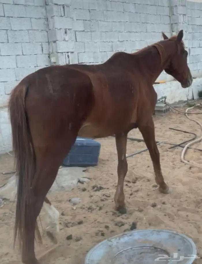 حصان للبيع 3