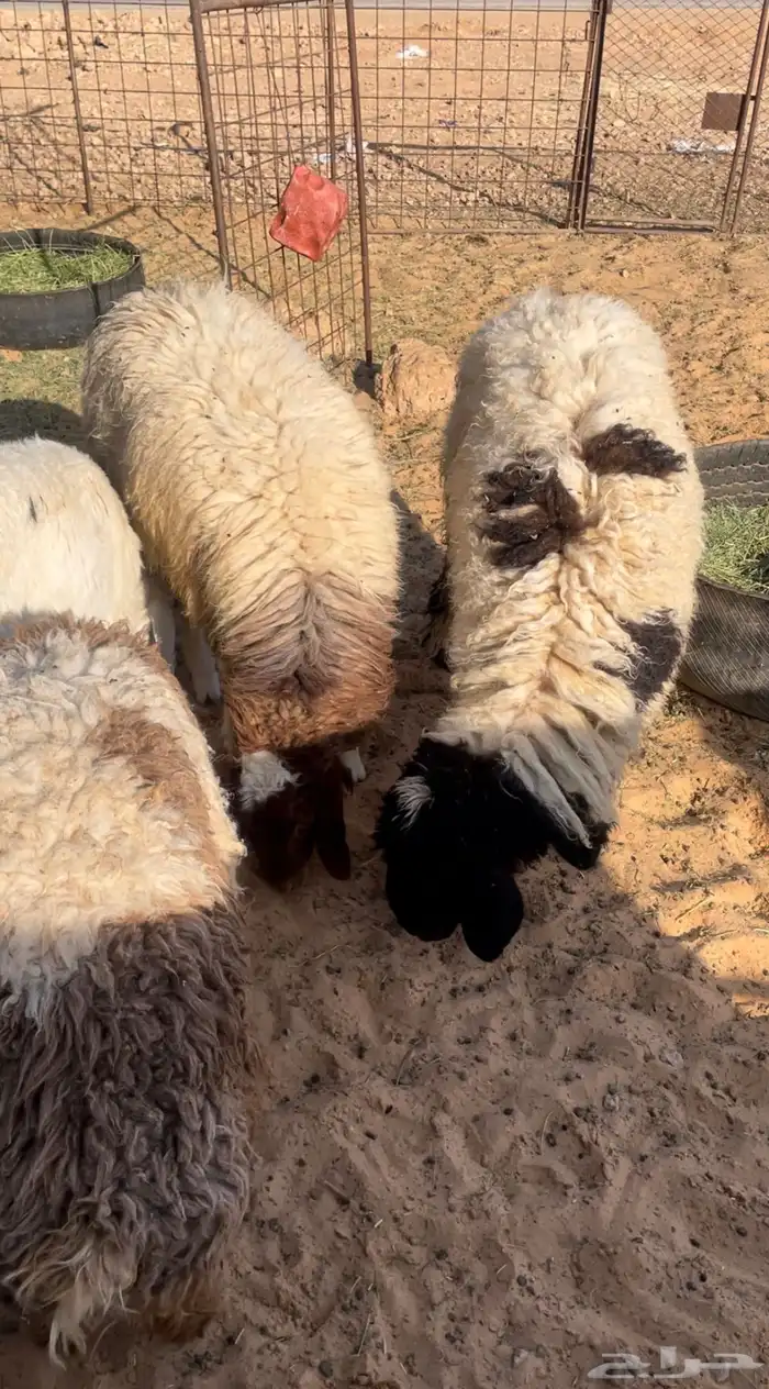 للبيع رخال 2 0