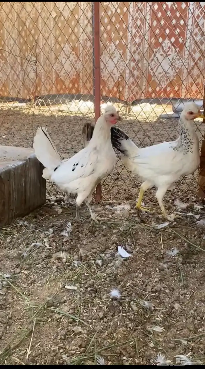 دجاج وديكه 3