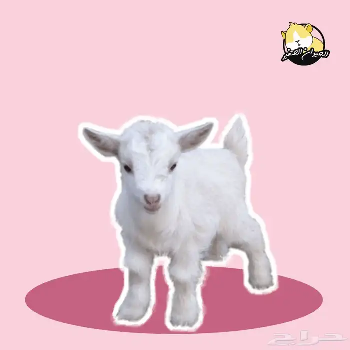 ماعز قزم 0