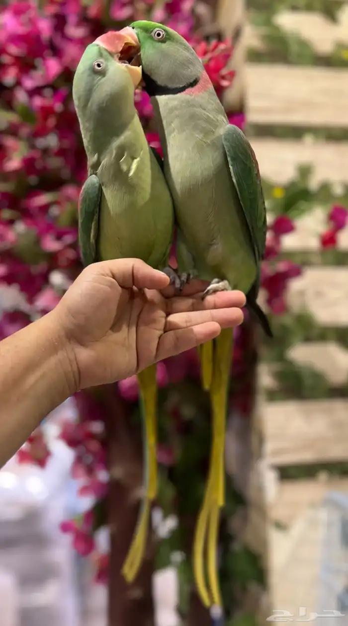 زوج دره نيبالي 0