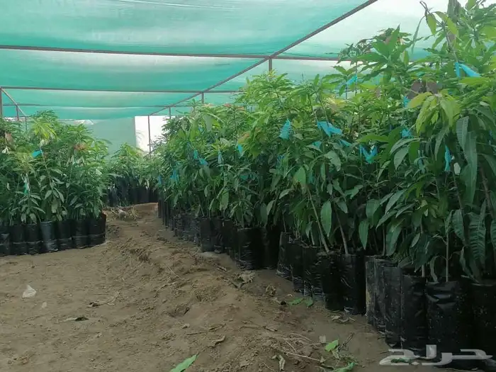 مشتل مانجو ورود 1