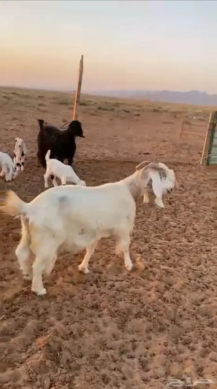 ماعز متوم العدد 4 0