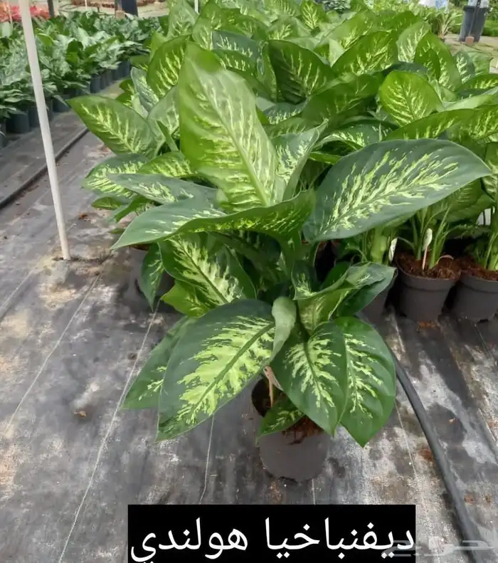 مؤسسة زهرة الخليج الزراعية -نجران -دحضة 0