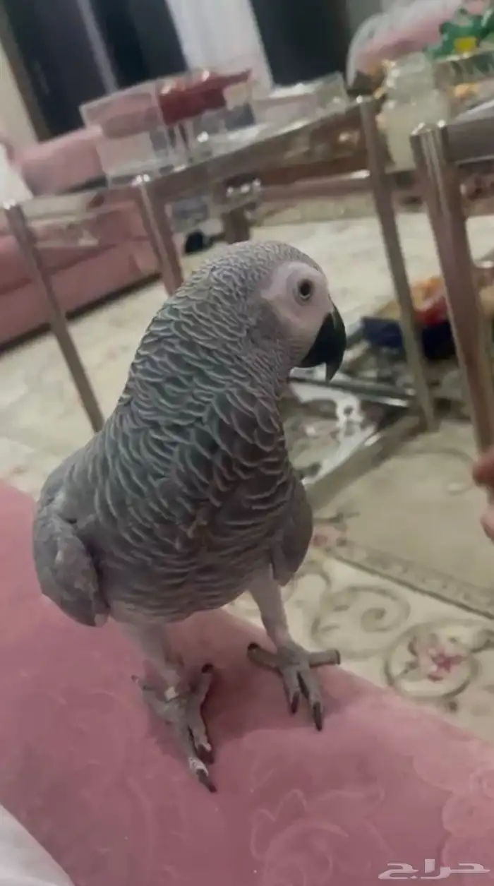 ببغاء كاسكو كبتن كلام هدد صحه ونضافه شرط 1